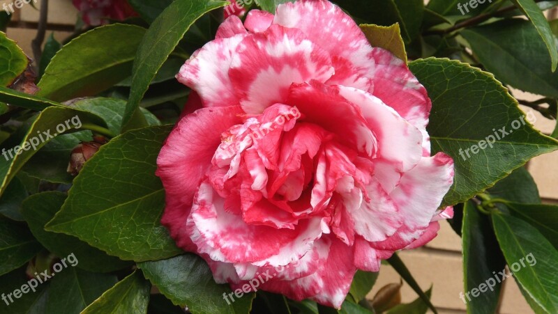 Flower Camellia Bloom Free Photos