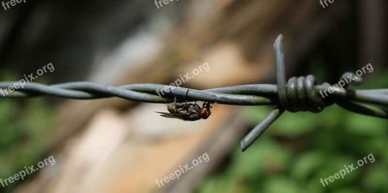 Nature Insects Fly Bichito Barbed Wire Is