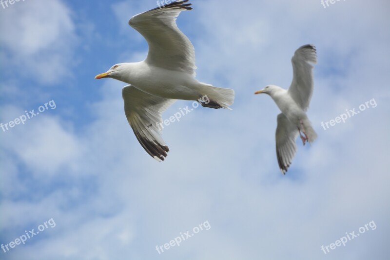 Sea Birds Gulls Seagulls Ornithology Feathers