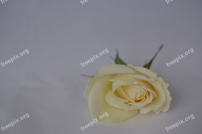 Ros Flower Background White Rose Wedding