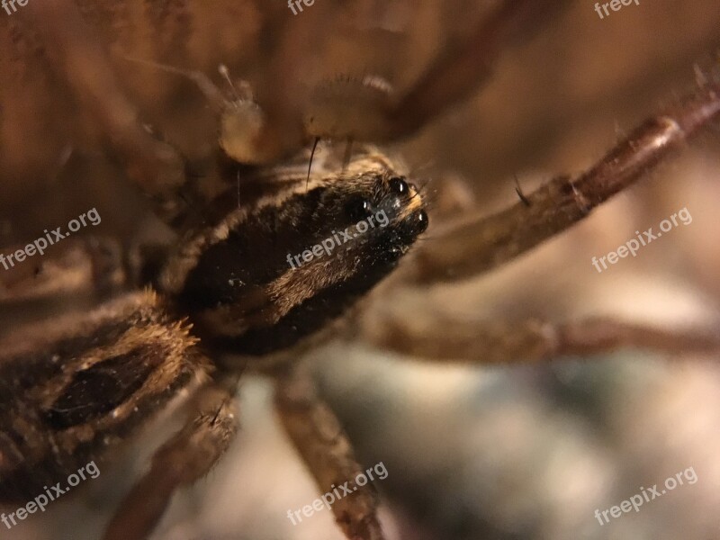 Spider Wolf Spider Arachnid Arthropod Free Photos