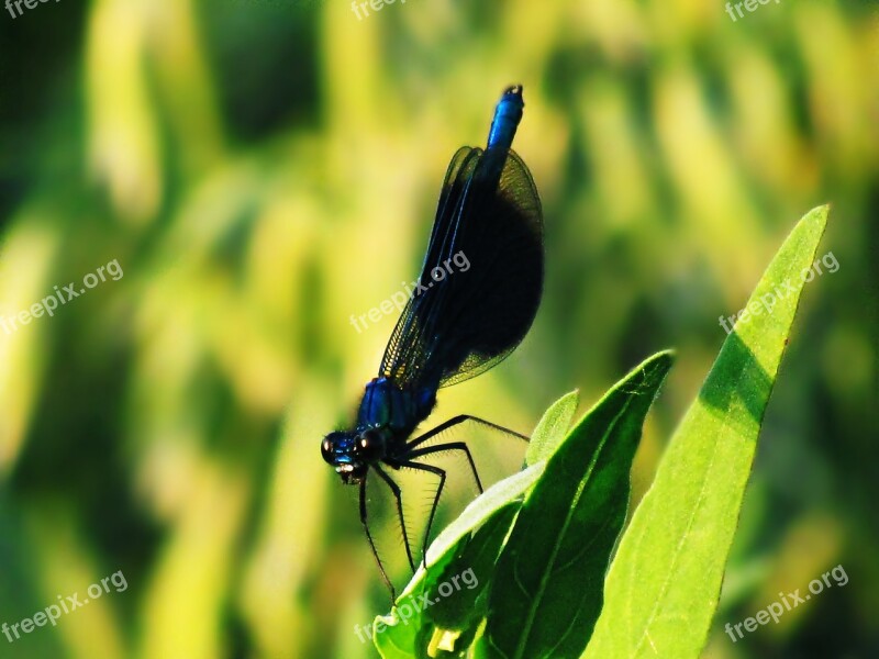 Insect Ważka Dragonfly Greens Summer Nature