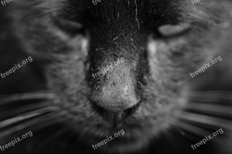 Cat Animal Cat Eye Animal Portrait Kitty