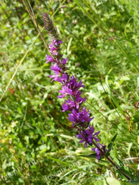 Orchis Flower Shaft Floral Scape