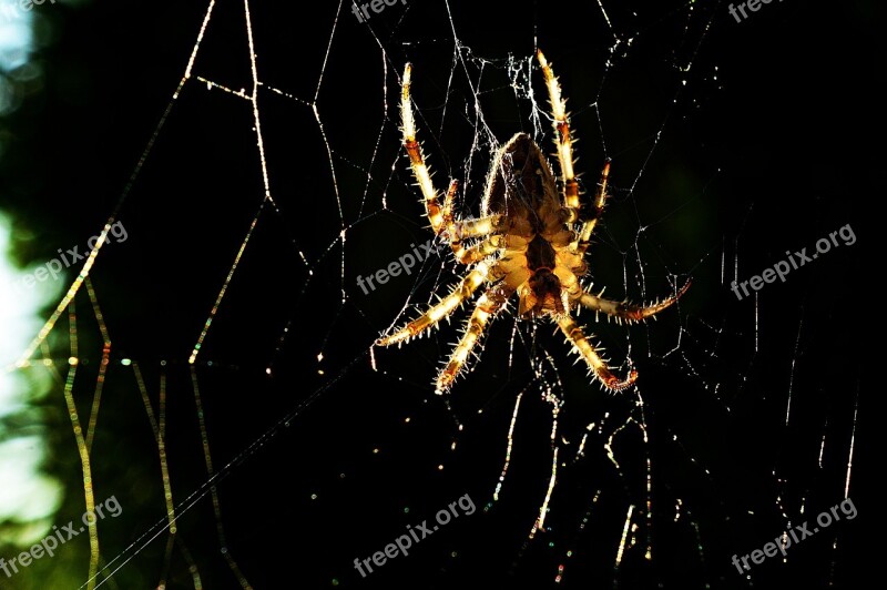 Spider Insect Macro Nature Macro Nature