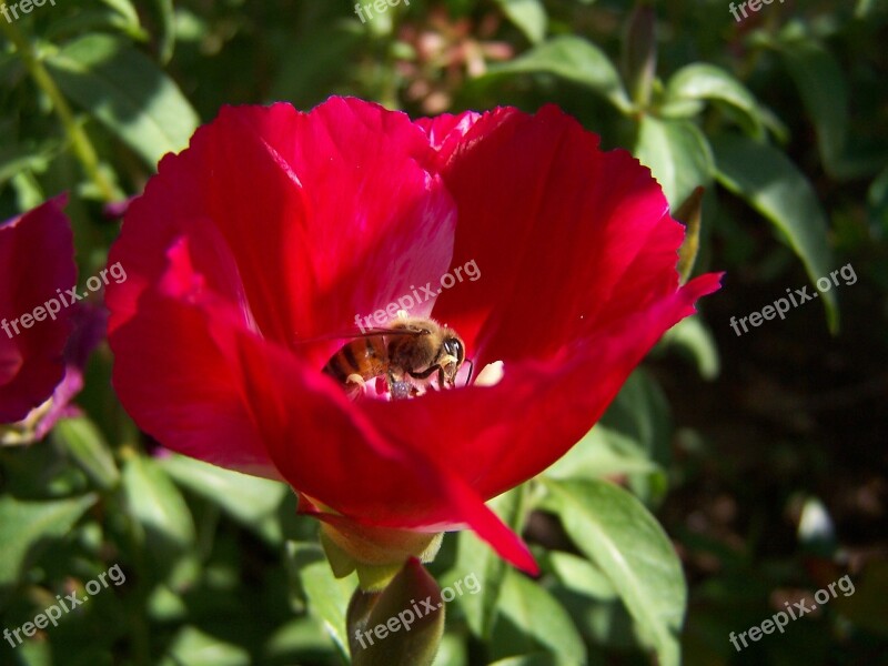 Bee In The Nectar Pollination Free Photos