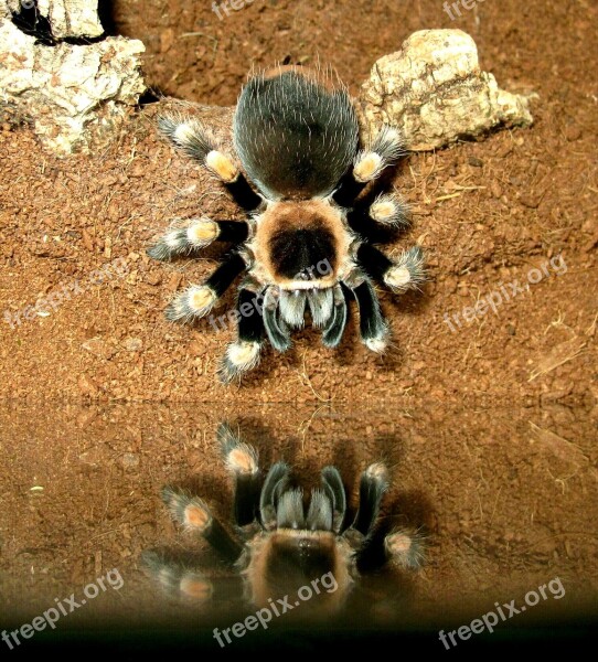 Tarantula Brachypelma Smith Free Photos