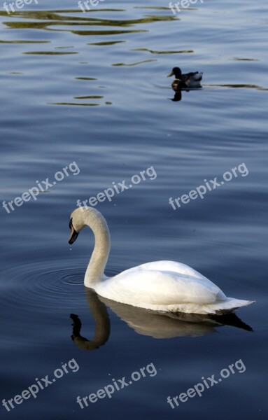 Swan Lake Water Bird Nature