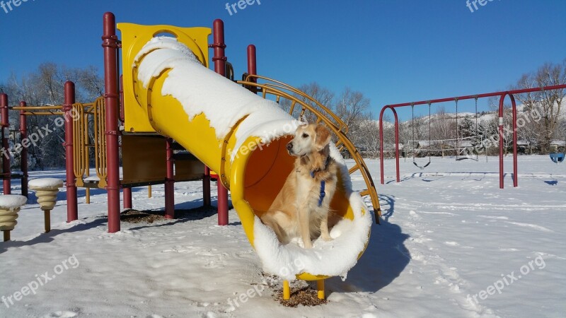 Playground Winter Slide Dog Golden Retriever