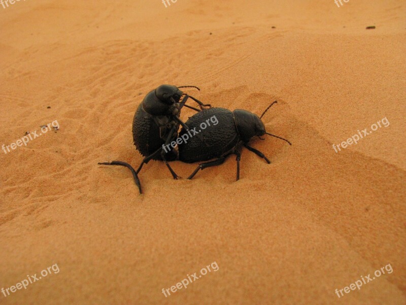 Dung Beetle Sand Desert Pairing Beetle