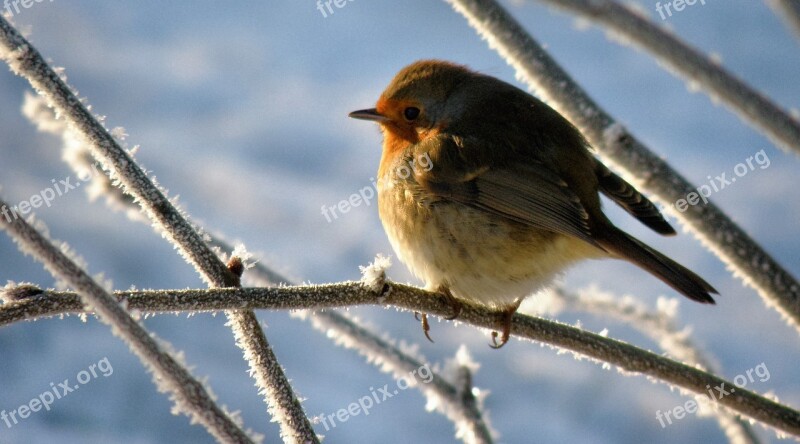 Robin Bird Snow Winter Animal