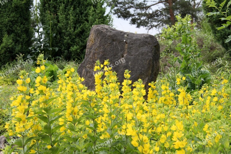 Flowers Stone Nature Blossom Bloom