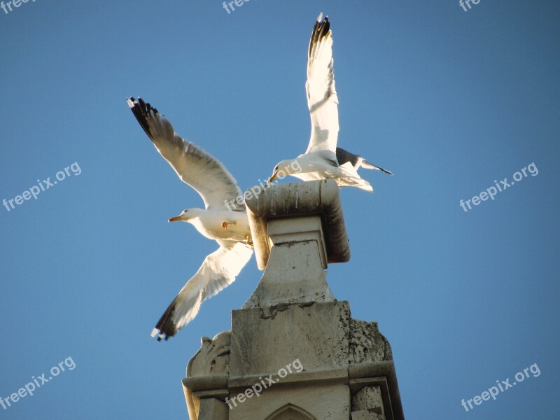 Seagull Trogir Croatia Dalmatia Free Photos