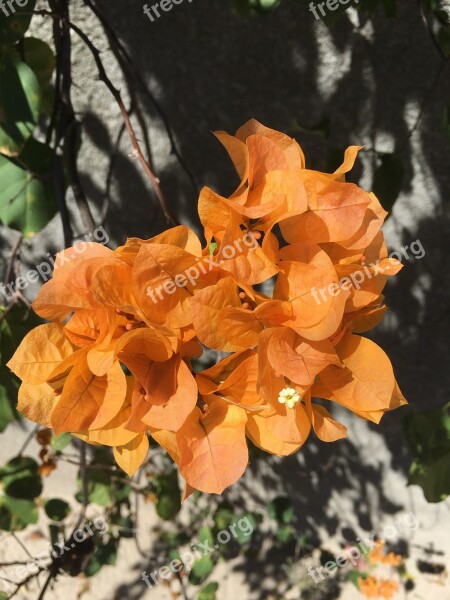 Flower Gardening Colorful Petal Summer