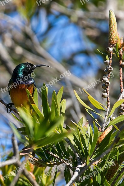 Bird Nature Feather Color Sunbird