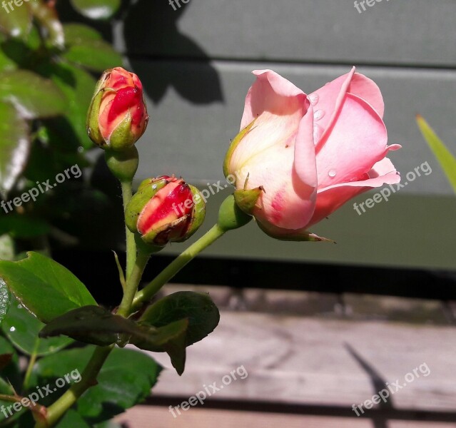 Ros Pink Pink Rose Buds Pink Buds