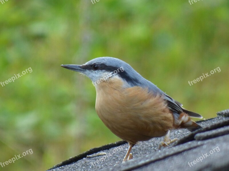 Bird Kleiber Foraging Garden Nature