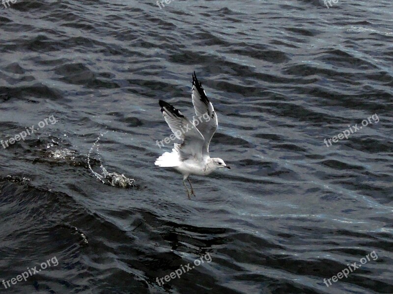 Seagull River Wave Bird Take Off