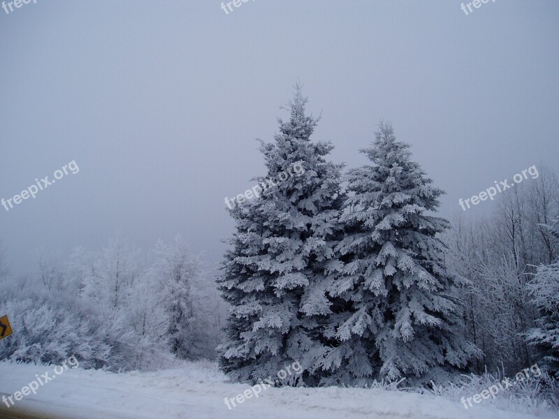 Winter Snow Maine Tree Cold