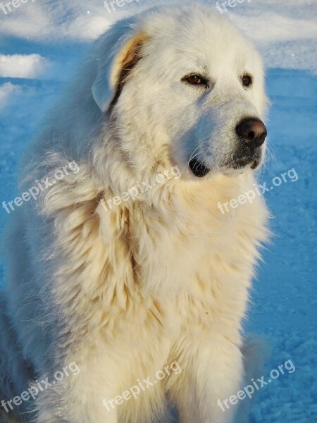 Great Pyrenees White Glance Look