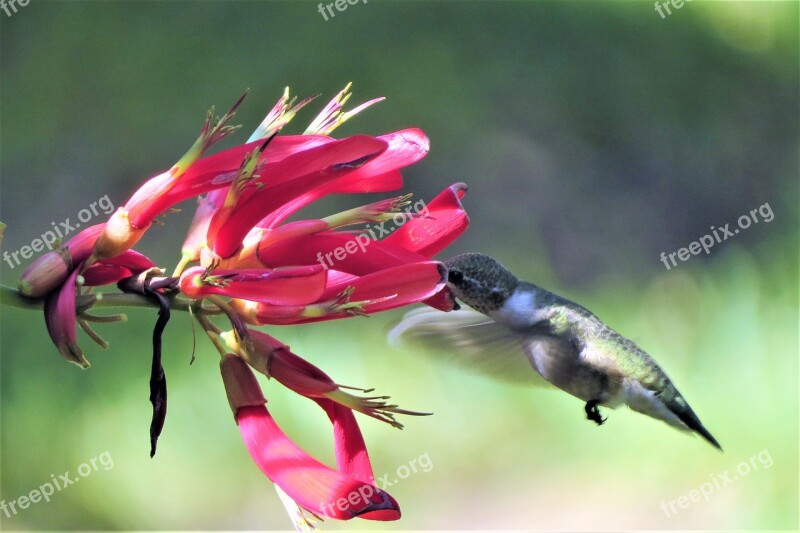 Hummingbird Feeding Firecracker Vine Red Wildlife