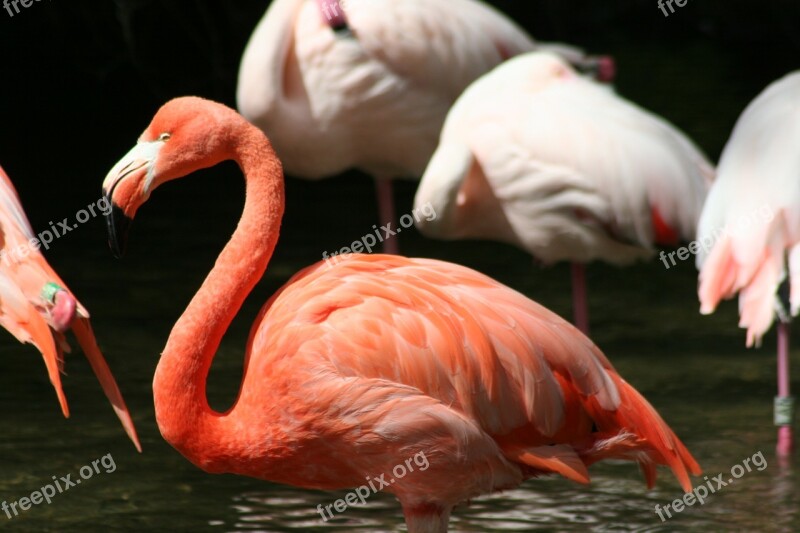 Bird Flamingo Pink Free Photos