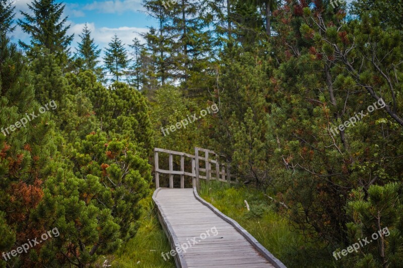 Footbridge Path Lane Wooden Path Trees