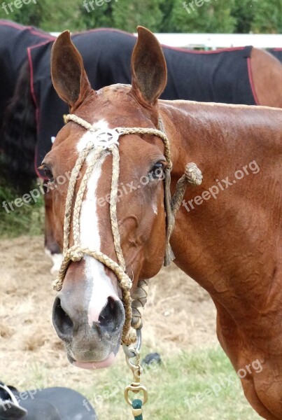 Horse Sport Horseback Riding Competition Lanyard