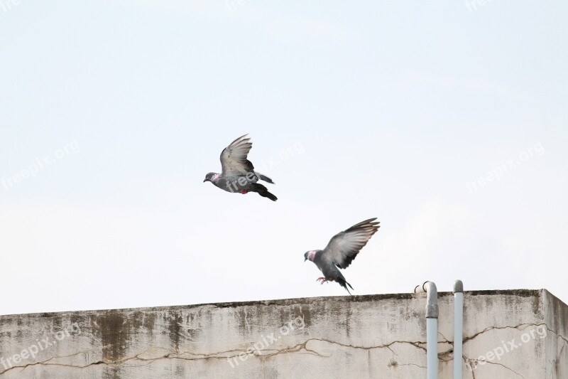 Birds Pigeon Pigeon Flying Sunny Sunlight