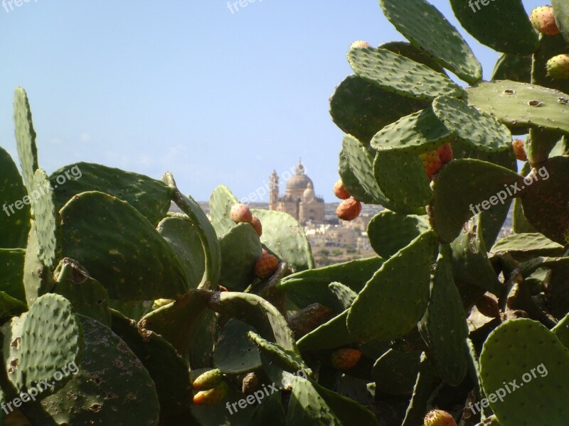 Mediterranean Cactus Plant Succulent Plant Prickly Pears