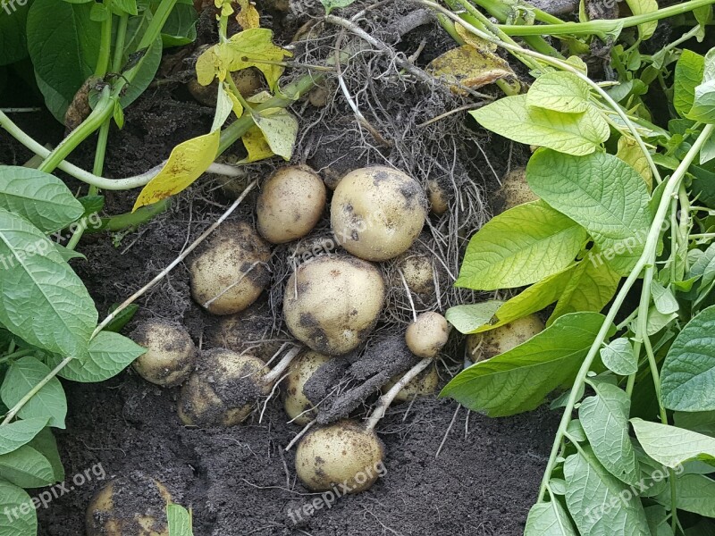 Potatoes Field Harvest Starch Potatoes Agriculture