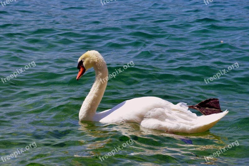 Swan Lake Water Beak Ali