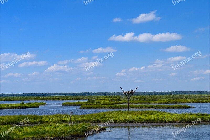 Marshland Estuary Water Grass Birds