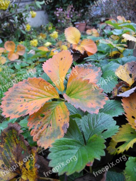 Plants Garden Faded Free Photos