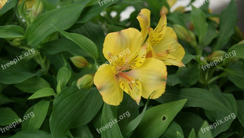 Lily Yellow Oranienburg Free Photos