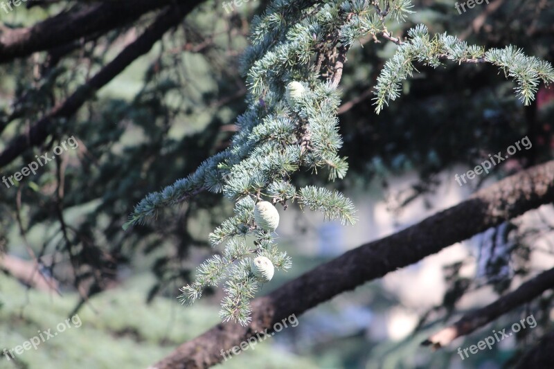 Pine Tree Branch Young Immature Seeds