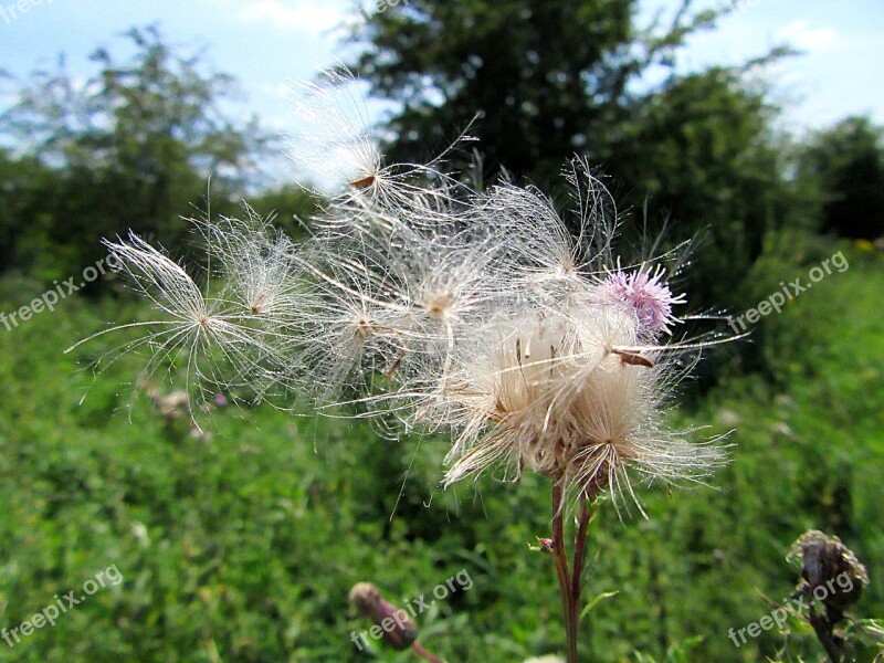 Fluff Seeds Flower Wind Seed