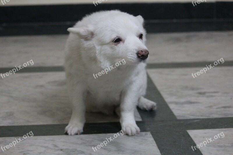 Pommerian Pomerian Cute Expression Japanese Spitz