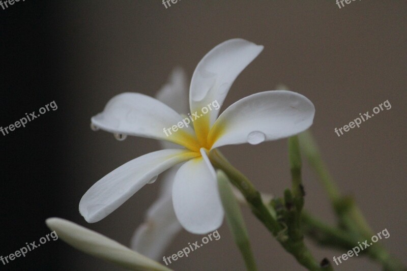 White Frangipani Kathgolop गुलचीन Plumeria Obtusa Apocynaceae