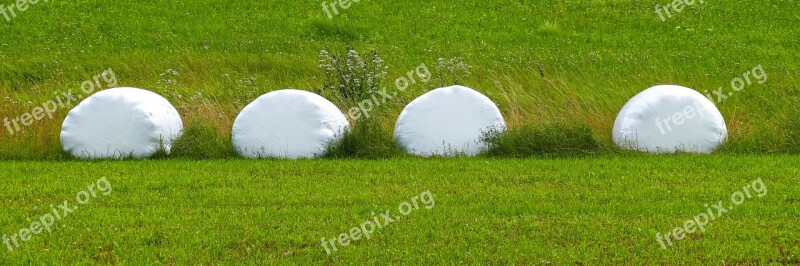 Bale Silage Bales Silage Meadow Grassland