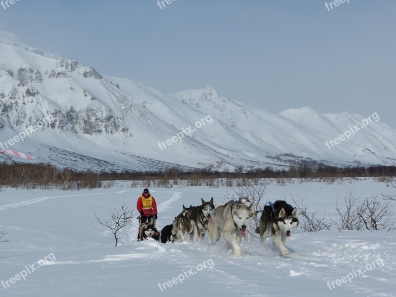 Dog Laika Husky Race Sleds