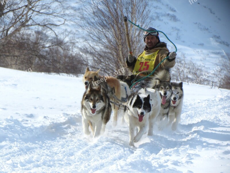 Dog Laika Husky Race Sleds