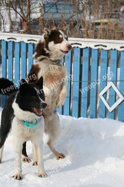 Dog Laika Husky Race Sleds