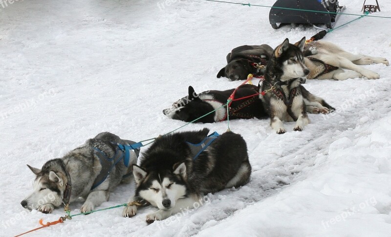 Dog Laika Husky Race Sleds