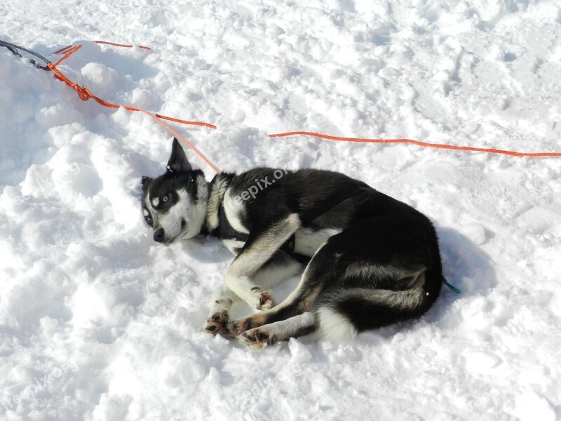 Dog Laika Husky Race Sleds