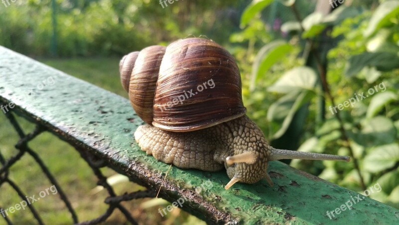 Snail Nature Antennae Seashell Winniczek