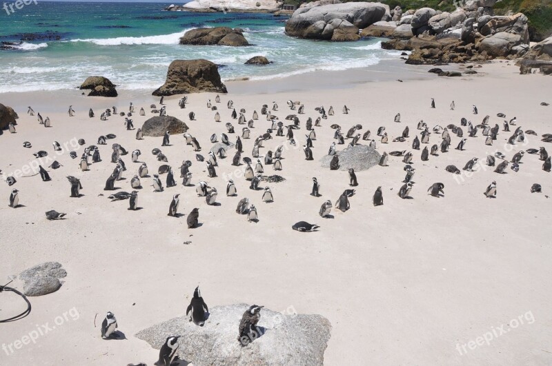 Penguins Penguins Island Nature Wildlife South Africa