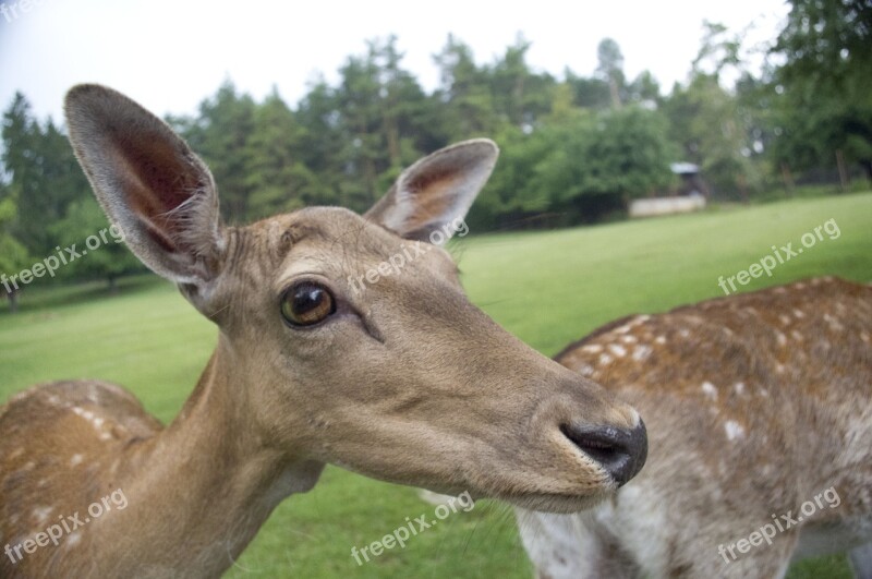 Deer Animal The Zoo Free Photos