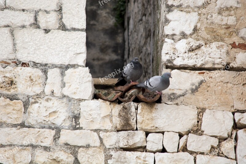 Trogir Zidine Golub Free Photos