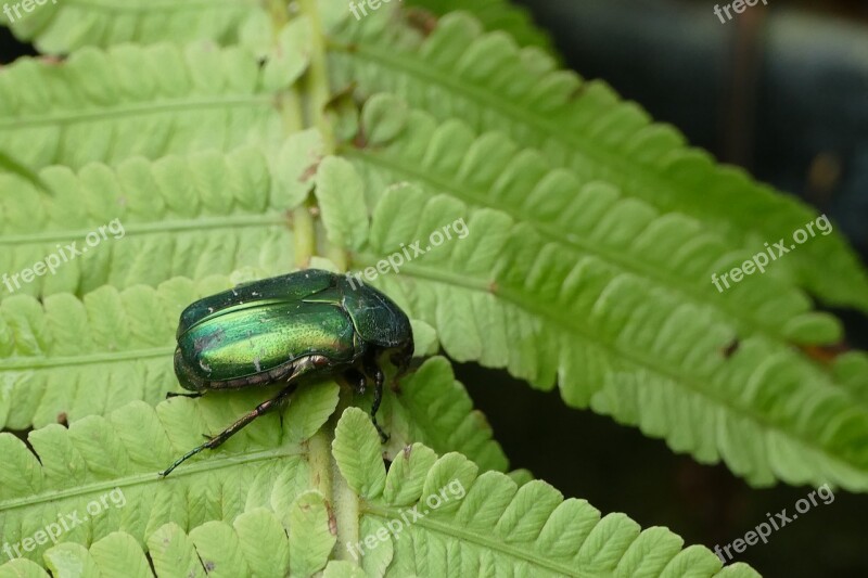 Rose Beetle Aphid Tropical Beetles Cetoniinae Free Photos